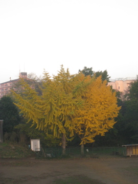 黄金色に輝くイチョウの木