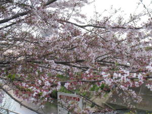 葉桜に 葉桜に